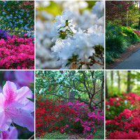 Colorful blooms abound in Nacogdoches as springtime awakens after a cold winter.
