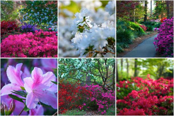 Colorful blooms abound in Nacogdoches as springtime awakens after a cold winter.