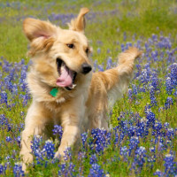 Golden Retriever and winner of the "Awesomest Dog in the Universe" Award frolics in bluebonnets.