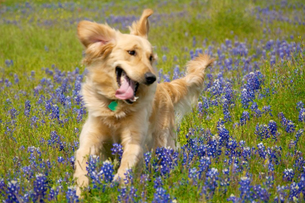 Golden Retriever and winner of the "Awesomest Dog in the Universe" Award frolics in bluebonnets.